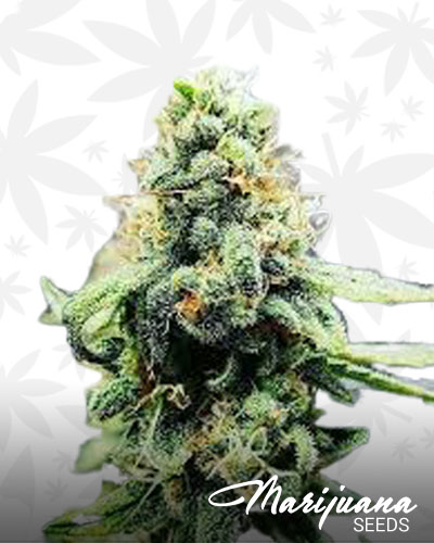 Blood Orange Kush