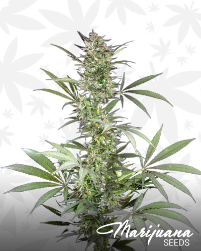 Blue Afghani