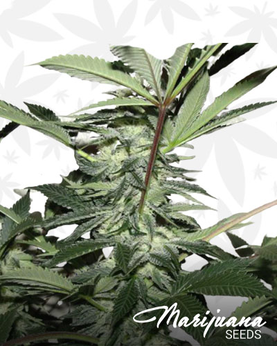 Blue Alien