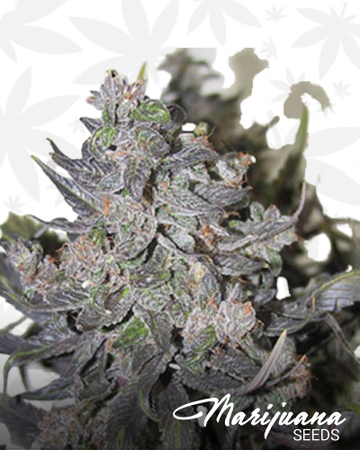 Blue Buddha