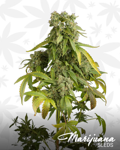 Blue Cheese
