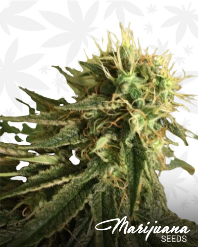 Blue Kripple