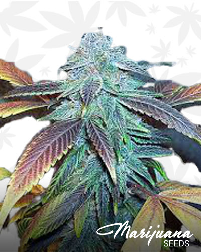Blue Moonshine