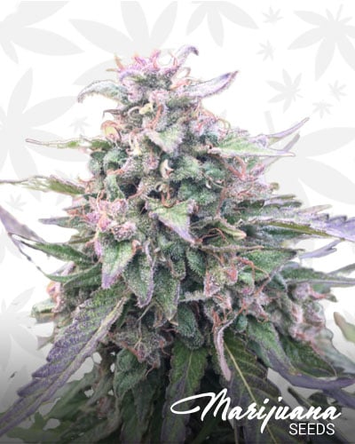 Blue Mystic