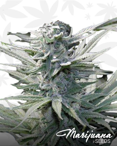 Blueberry Blast