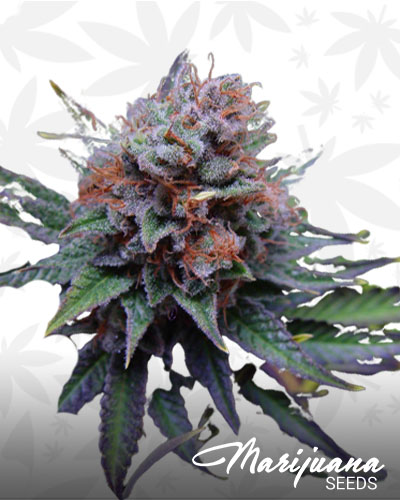 Blueberry Dream
