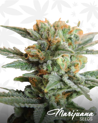 Blueberry Kush