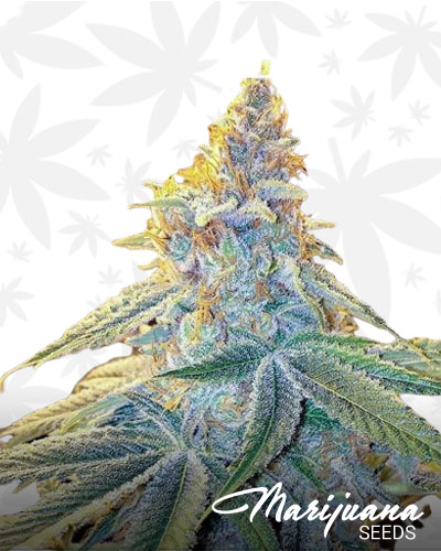 Blueberry Skunk