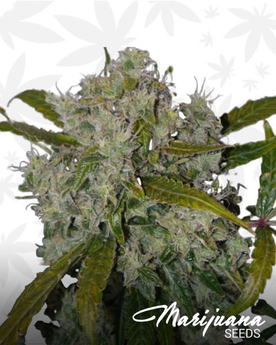 Blueberry