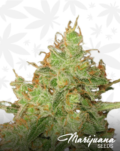 Blueberyy Space Cake