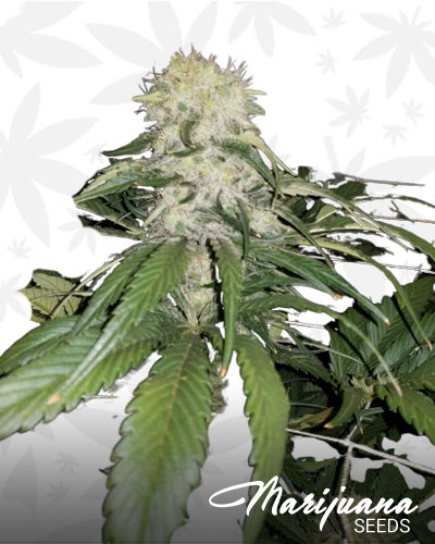 Bog Blue Kush