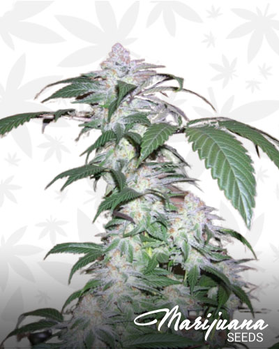 Bog Sour Grape