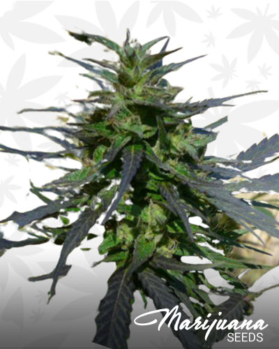 Brainstorm Haze