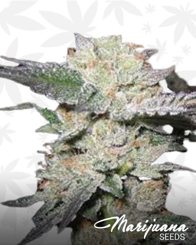 Bubba Berry