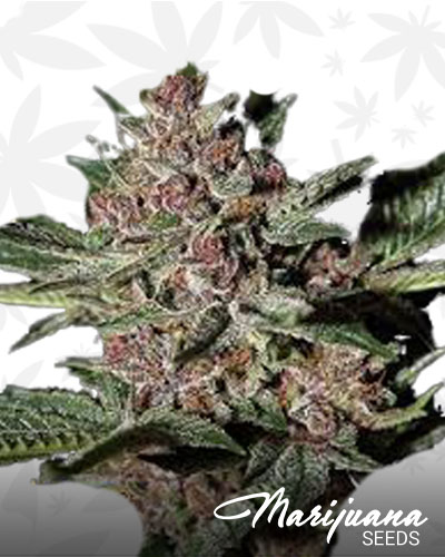 Bubba Kush