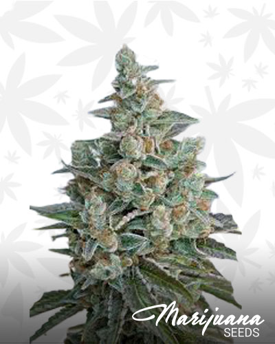 Bubba OG