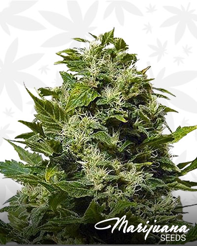 Bubble Cheese