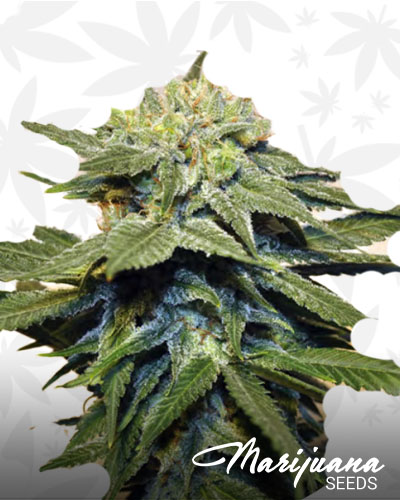 Bubblegum Kush