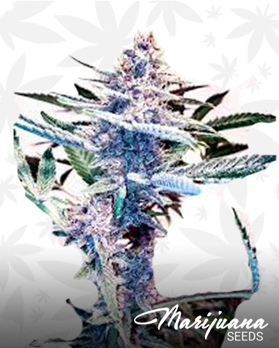 Buckeye Purple