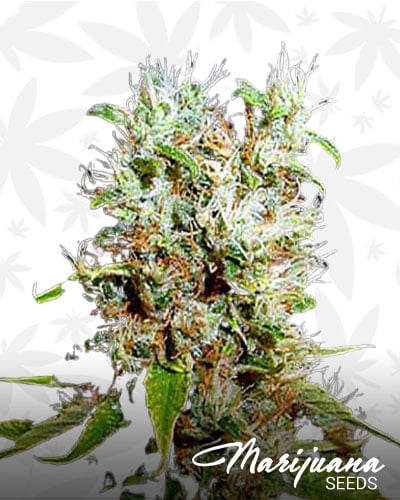 Buddha Haze