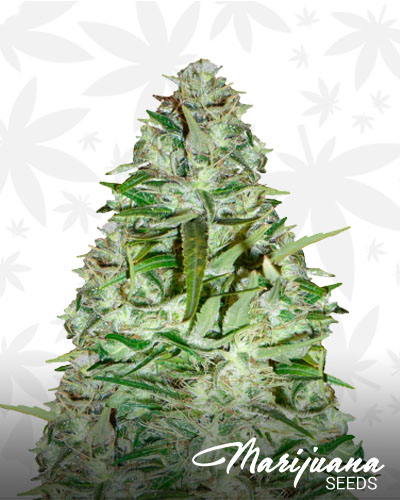 C13 Haze