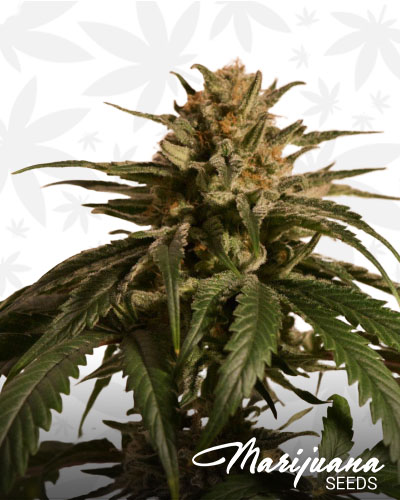 CBD Critical Cure