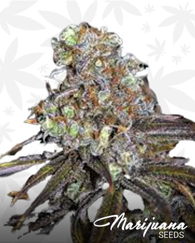 CBD Critical Mass