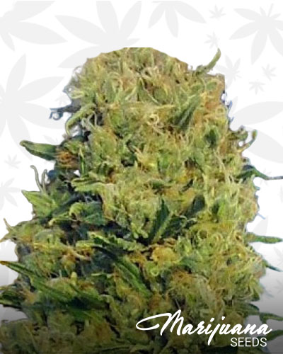 CBD Lilly