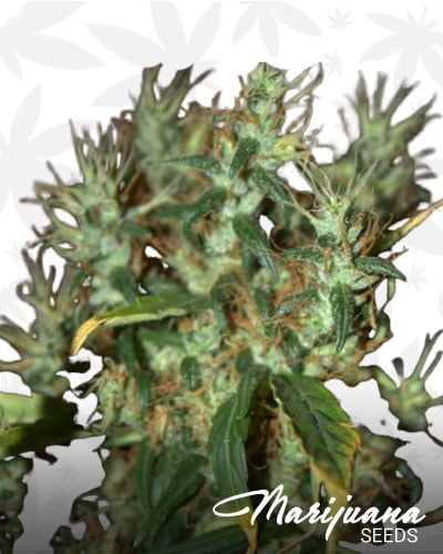 CBD Mango Haze