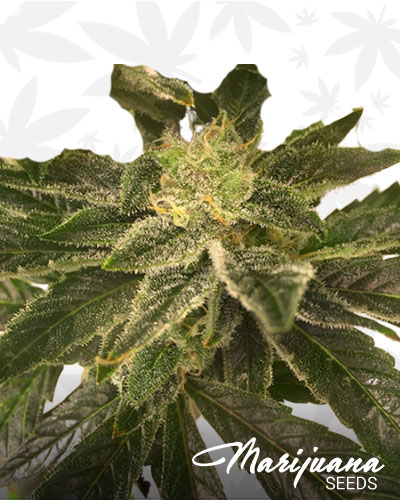 CBD OX