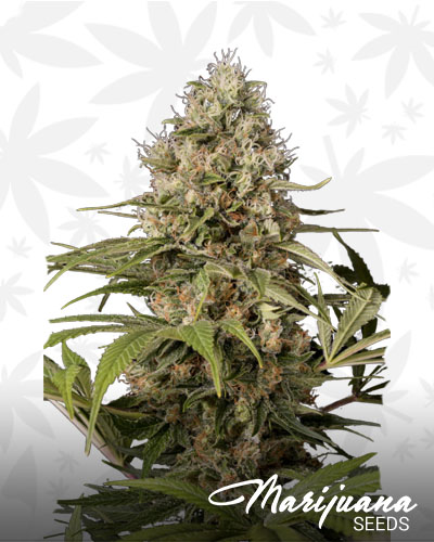 CBD Shark