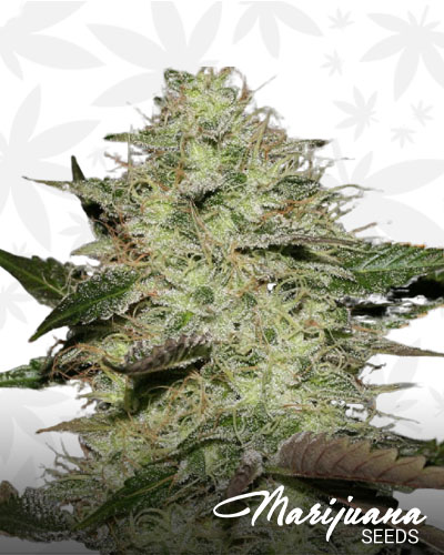CHR Super OG