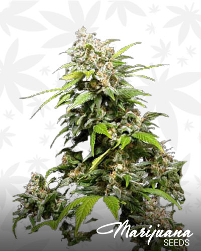 California Grapefruit