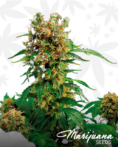 California Hash Plant
