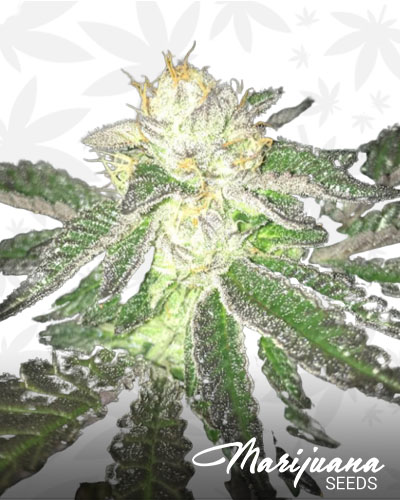 Candyland