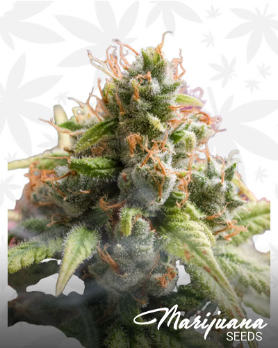 Canna Wreck