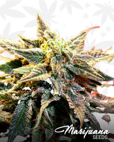 CannaSutra