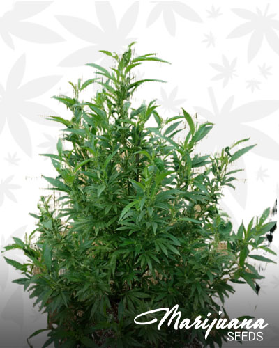 Cascadia Kush