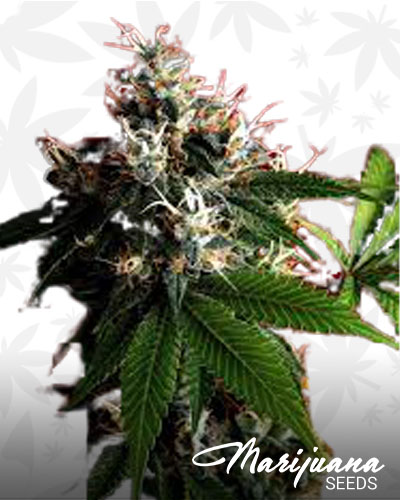 Chem’s Sister