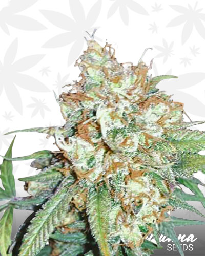 Cherry Pie
