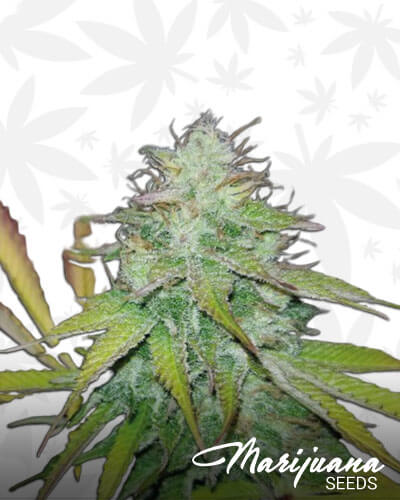 Chocolate Chunk