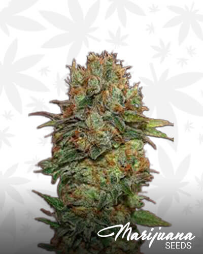 Chocolate Kush