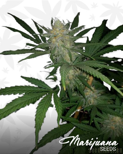 Chocolate Skunk