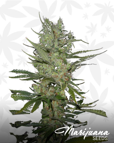 Chocolate Thai