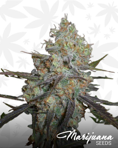 Chocolope