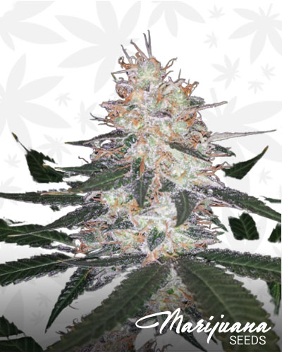 Critical Kali Mist