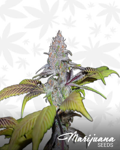 DJ Short Blueberry Strain