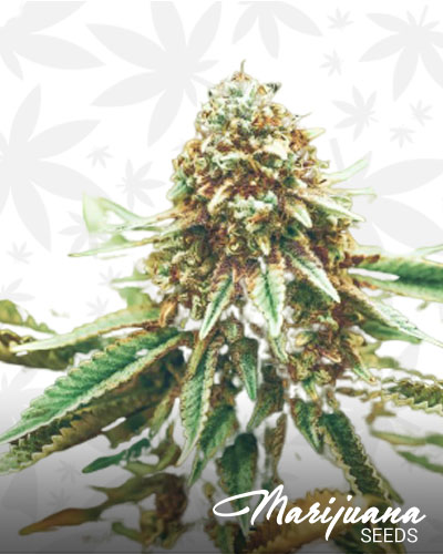 Dirty Girl Strain