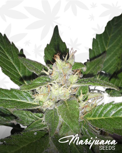 Dr. Grinspoon