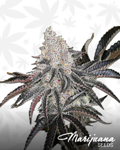 Dr. Funk strain